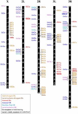 The Two Main Olfactory Receptor Families in Drosophila, ORs and IRs: A Comparative Approach